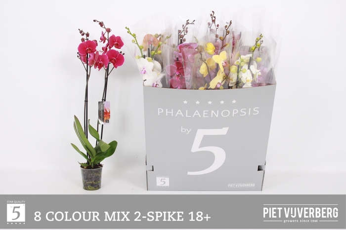 <h4>PHAL GEM 8 KL</h4>