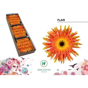 Gerbera Pasta Flair Doos