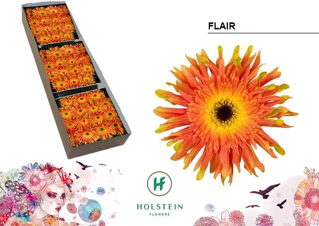 <h4>Gerbera Pasta Flair Doos</h4>