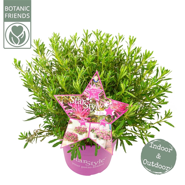 <h4>Azalea 'Starstyle Lila' ®</h4>