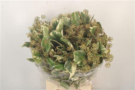 <h4>Hedera Berry Variegata Per Bunch</h4>