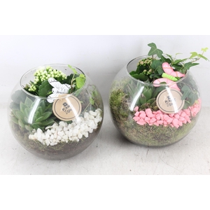 arr2 PL - Glas bol x5 - roze/wit