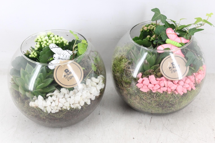 <h4>arr2 PL - Glas bol x5 - roze/wit</h4>