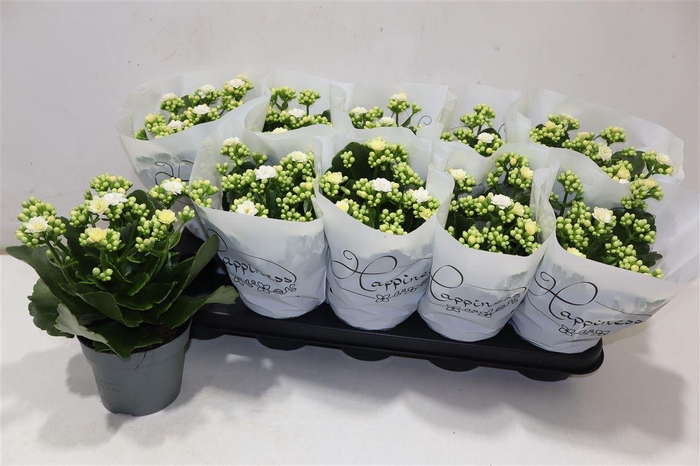 <h4>Kal Ge Rf Sia</h4>