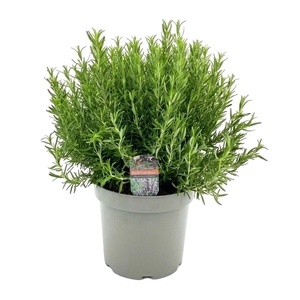 Rosmarinus officinalis