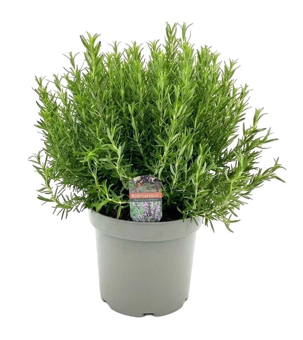 <h4>Rosmarinus officinalis</h4>