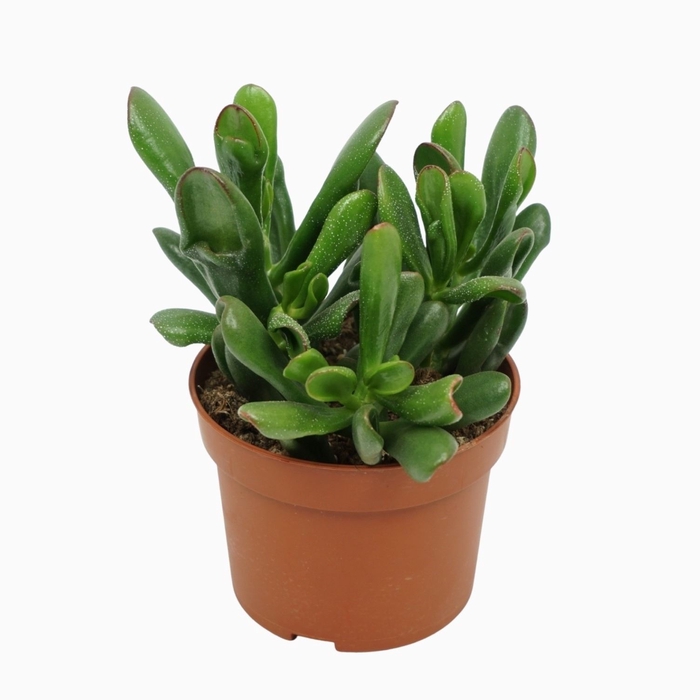 <h4>Crassula Horn Tree</h4>