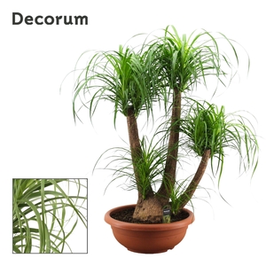 Beaucarnea vertakt compact 55 cm (Decorum)