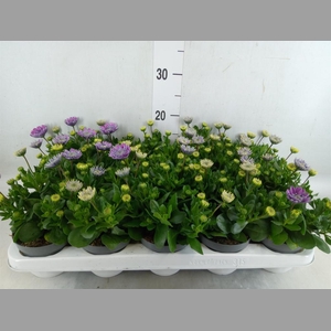 Osteospermum  '3D Pink'