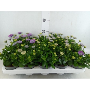 Osteospermum  '3D Pink'