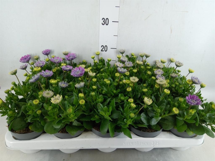 <h4>Osteospermum  '3D Pink'</h4>