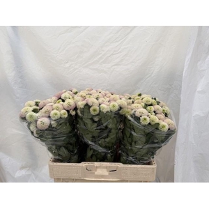 CHR S MAVERICK WHITE