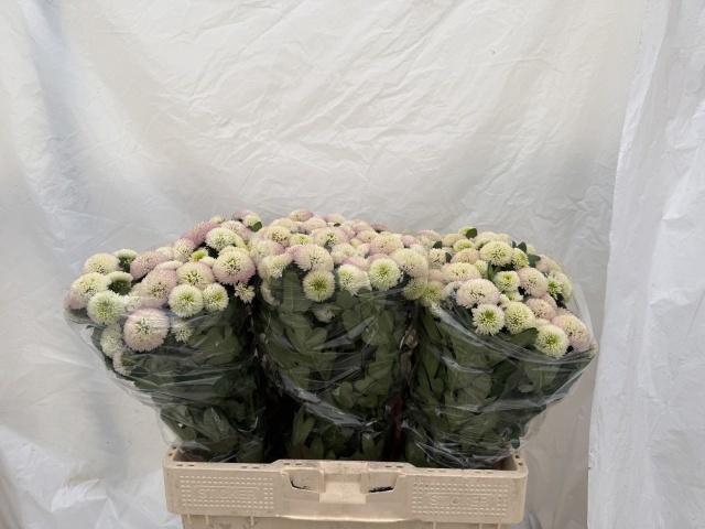 <h4>CHR S MAVERICK WHITE</h4>