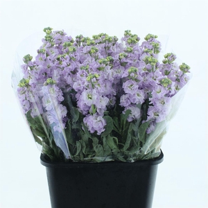 Matth Incana Iron Marine Extra