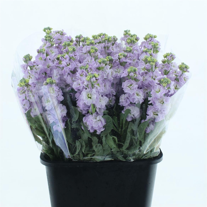 <h4>Matth Incana Iron Marine Extra</h4>