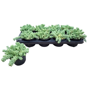 SEDUM BURRITO