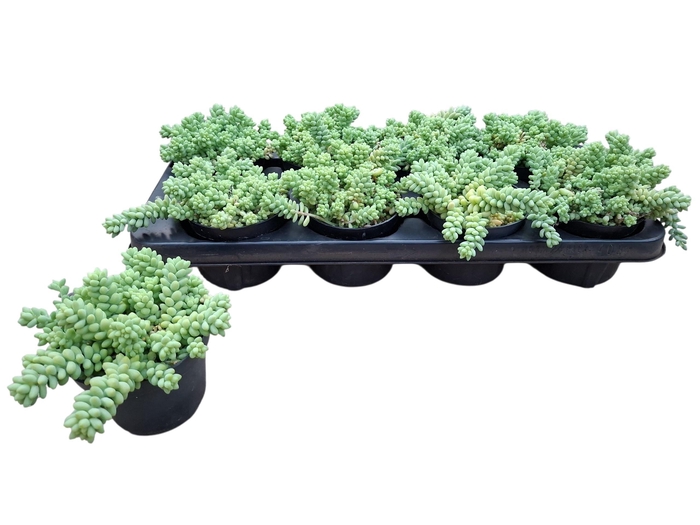 <h4>SEDUM BURRITO</h4>