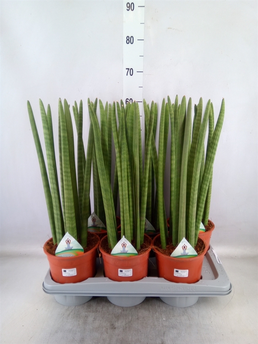 Sansevieria cyl.  ...