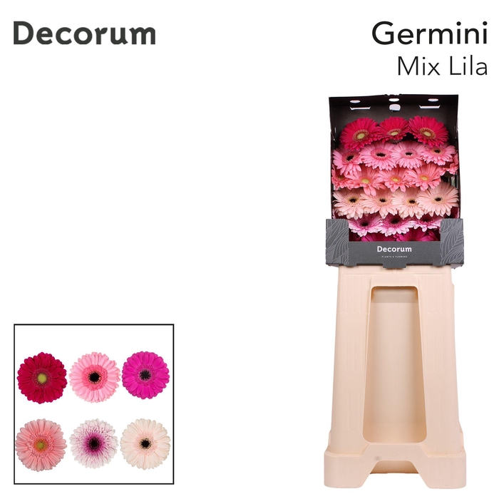 <h4>Germini Mix Lila Diamond</h4>