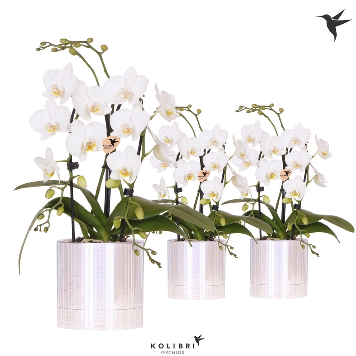 <h4>Kolibri Orchids Phalaenopsis Cascade Niagara Fall white 2 spike in Disco pot</h4>