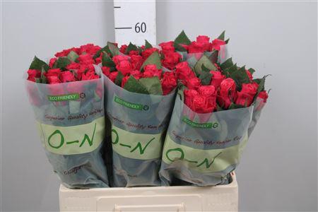 <h4>R Gr Tacazzi+</h4>