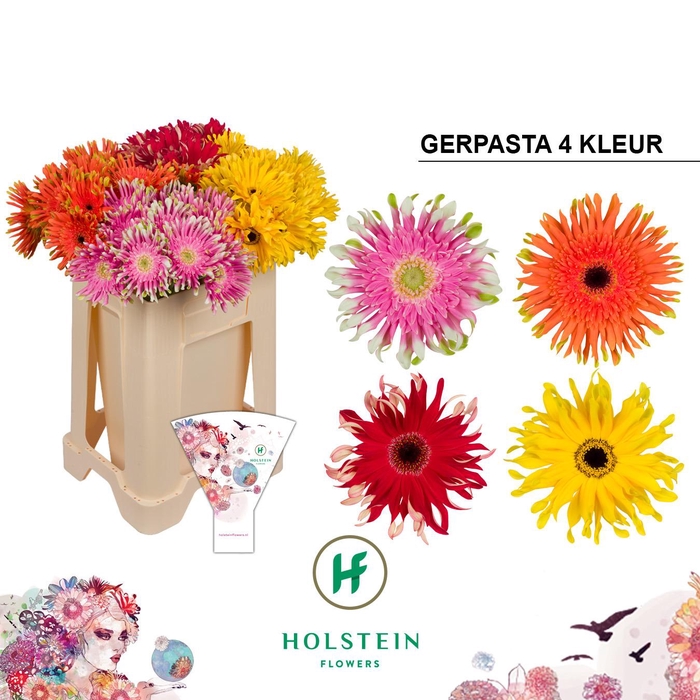 <h4>Gerbera Pasta Mix</h4>