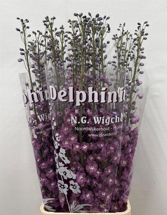 <h4>Delph El Du Dewi Rita</h4>