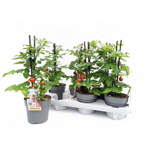 TOMATENPLANTEN