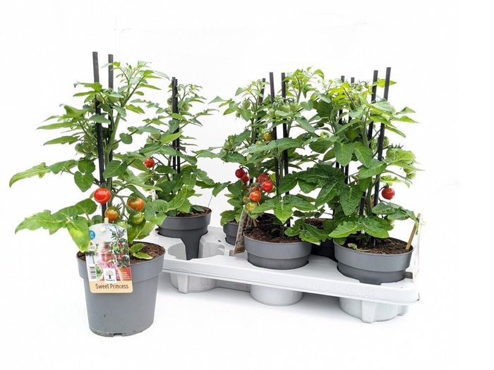 <h4>TOMATENPLANTEN</h4>