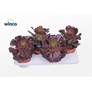 Aeonium arboreum 'Velours'