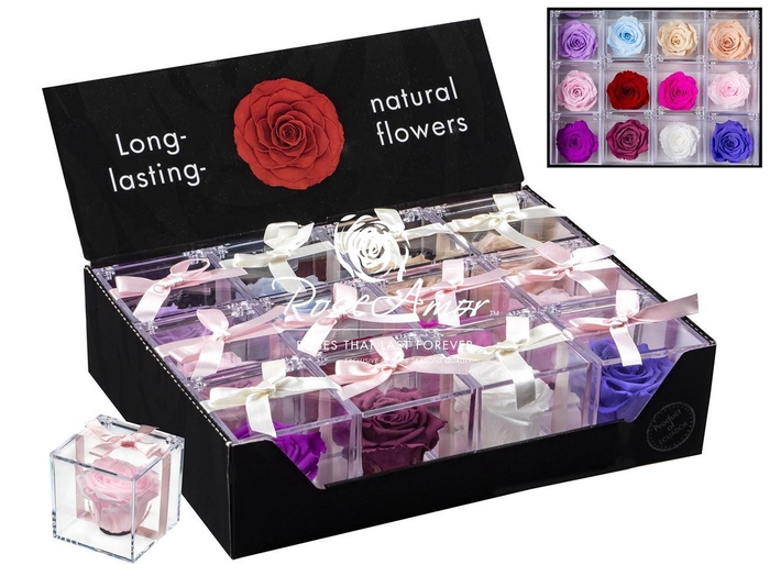 <h4>Display Gb14 Assorted Pastel</h4>