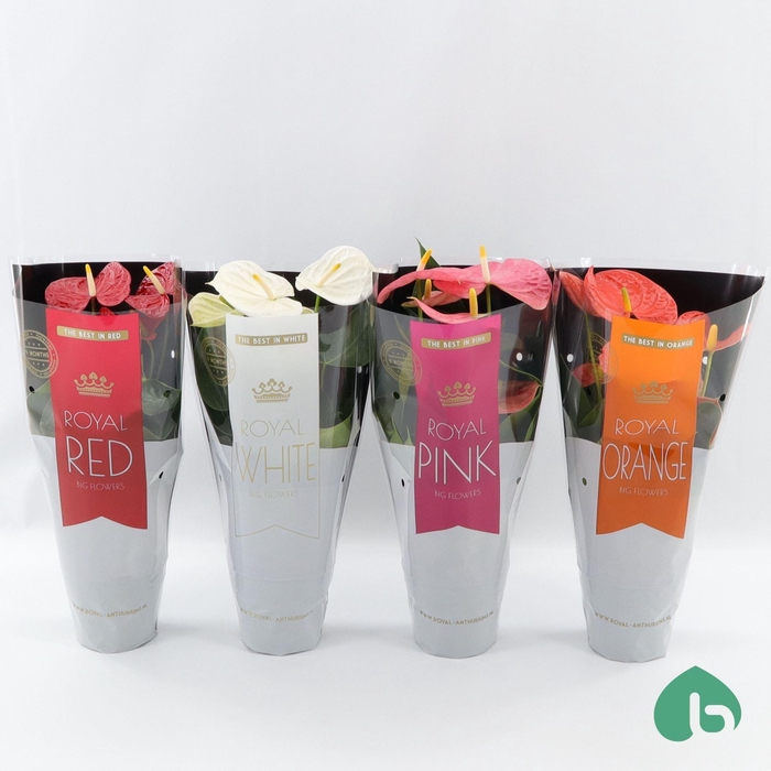 <h4>Anthurium Andr. gemengd</h4>