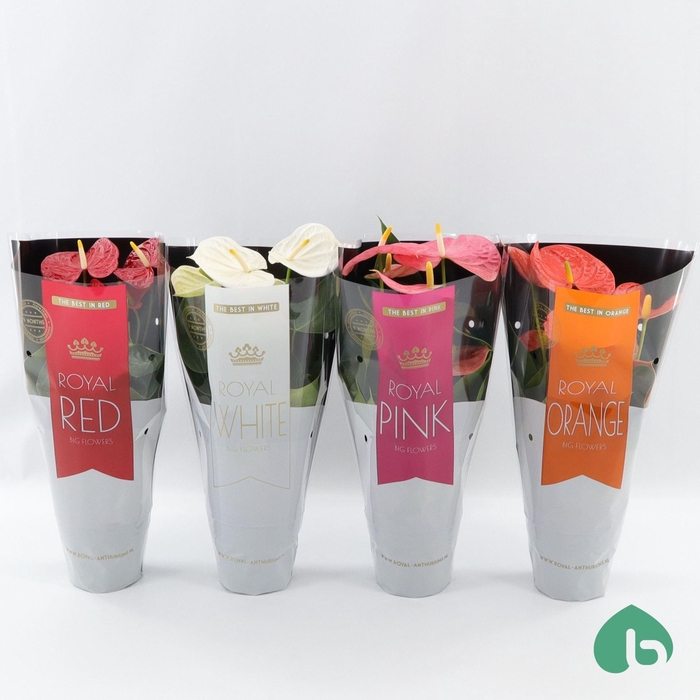 <h4>Anthurium Andr. gemengd</h4>