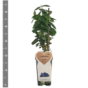 Kleinfruit Lonicera kamm. Altaj 2 liter (honingbes)