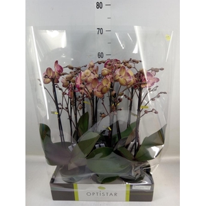 Phalaenopsis   ...red