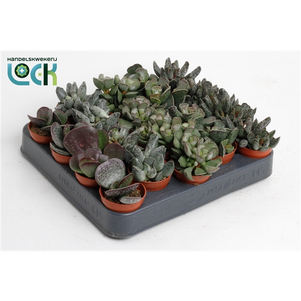 <h4>Adromischus mix</h4>
