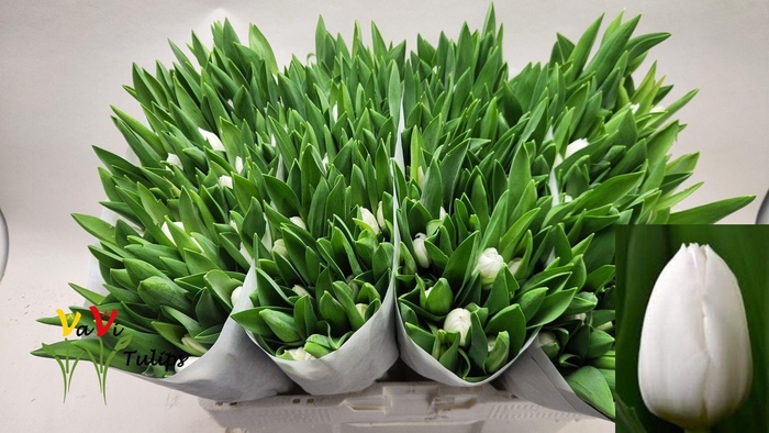 <h4>TU EN ROYAL VIRGIN</h4>