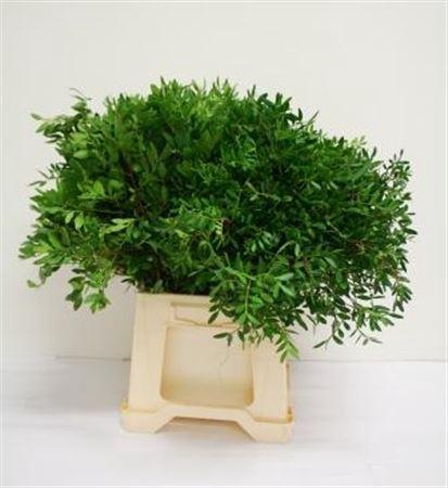 <h4>Pistache Kort Spanje</h4>