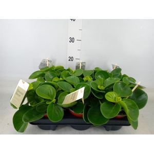 Peperomia obt. 'Green Gold'