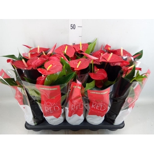 Anthurium andr. 'Querida'