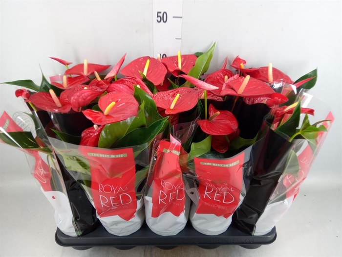 <h4>Anthurium andr. 'Querida'</h4>