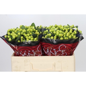 Hypericum Smiley Romance