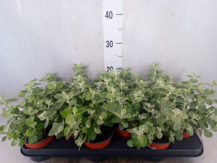 <h4>Helichrysum petiolare</h4>