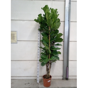 Ficus lyrata