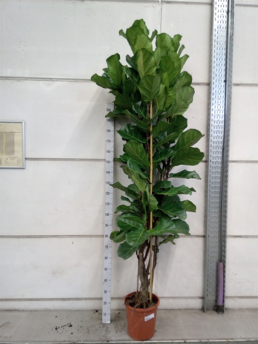 <h4>Ficus lyrata</h4>