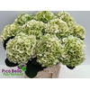 Hydrangea my beautiful pinktouch classic