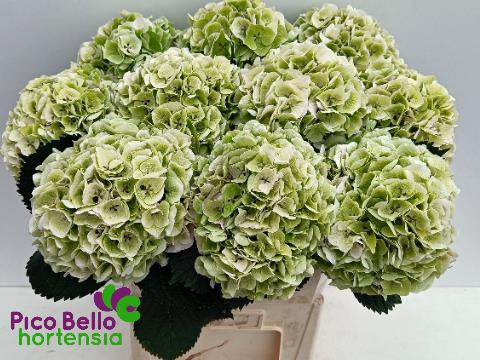 Hydrangea my beautiful pinktouch classic