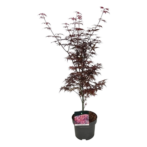 <h4>Acer pal. 'Skeeter's Broom'</h4>