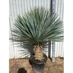 YUC ROSTRATA