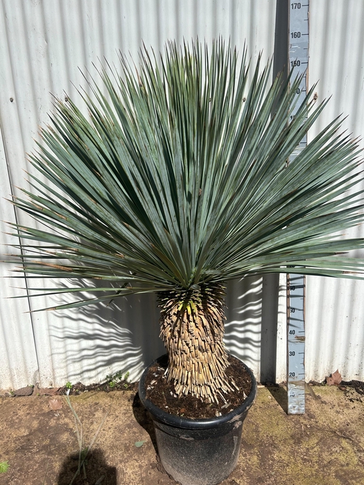 <h4>YUC ROSTRATA</h4>